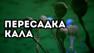 Пересадка кала