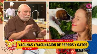 Vacunas y vacunación de perros y gatos