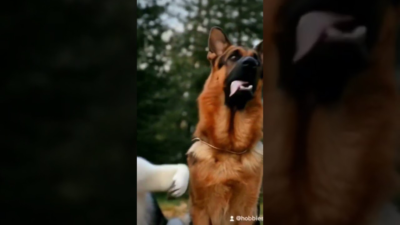 ❤️❤️❤️Хаски & Немецкий овчарка ❤️❤️❤️ 