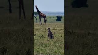 Tallest And Fastest! #Wildlife | #ShortsAfrica