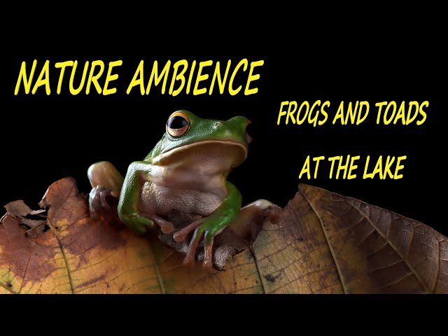 🐸LAKE SUMMERTIME AMBIANCE 🐸FROGS AND TOADS 🐸FOR SLEEP, STUDY AND CONTEMPLATION🐸 1 HOUR class=