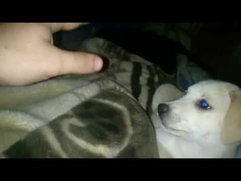 2 თვის ლესი