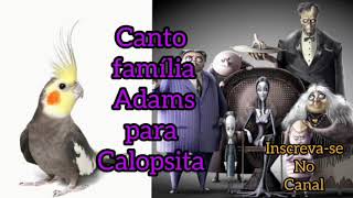Canto família Adams para Calopsita (assobio de calopsita) deixe sua calopsita cantando família Adams