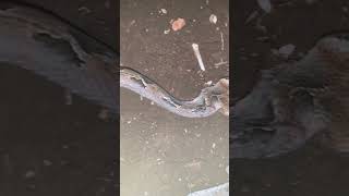 Bothrops sanctaecrucis #video