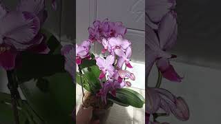 Орхидея ТОШИ первое домашнее цветение🥰