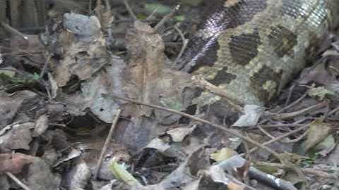 Rock Python digesting a large meal