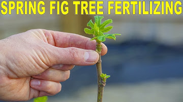 Fertilizing Figs In Spring - Get Your Fig Trees Off On The Right Foot