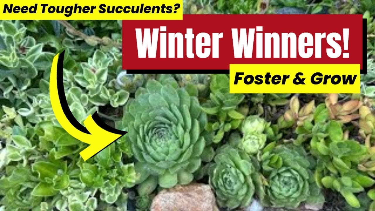 Как пережить зиму: суккуленты, способные выдержать холод