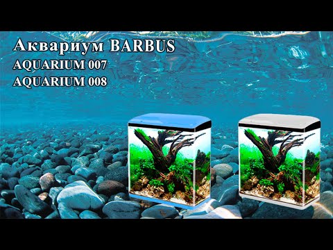 Video: Leptir Barbus