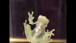 Incredible Glass Frog || ViralHog