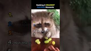Ranking 6 Craziest Racoon Moments #usa