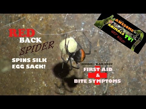 Video: Dog Black Widow Spider Bite բուժում - Սեւ այրի կծում շան վրա