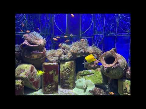 The Lost Chambers Aquarium ( Dubai )
