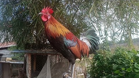 qaib dib nab peb loj siab qua zoo heev.02097436930