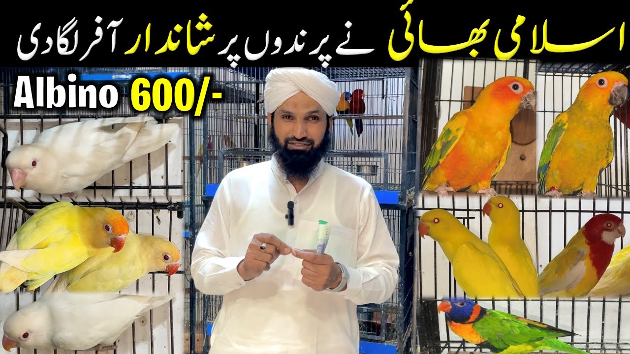 Supper Offer on Exotic Birds & Lovebirds | Islami Bhai Birds Shop Rawalpindi. #birdhouse