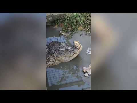 Best Funniest Animals Video 2024 2024 Funny Animals Pets
