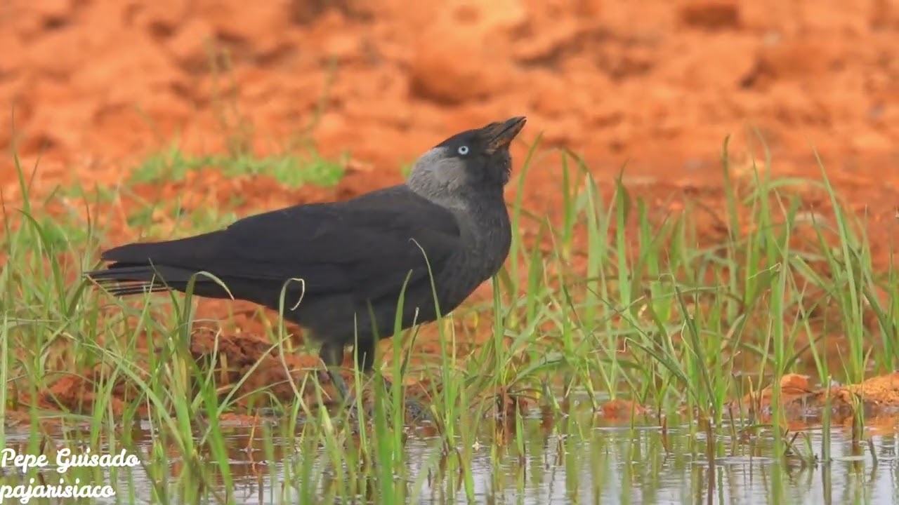 Grajilla bebiendo y Aláudidos