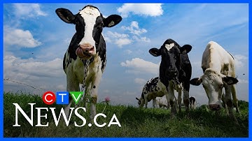 How will CUSMA renegotiations impact Canadian dairy farmers?