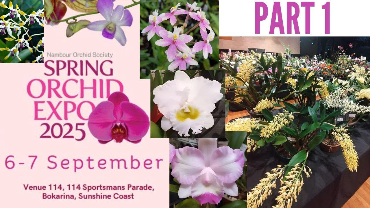 Spring orchid expo plant commentary pt 1: Aussie Dendrobium and Cattleyas