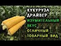 Кукуруза Драйвер. Изумительный вкус и отличный товарный вид.