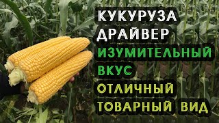 Кукуруза Драйвер. Изумительный вкус и отличный товарный вид.