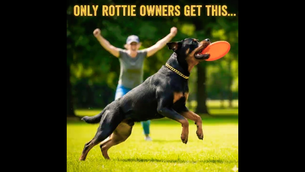 Rottweiler: The BEST Guard Dog—4 Things Only REAL Rottie Owners Understand 