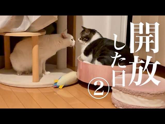猫先生 緊急告知】保護した白猫のおうち探検と、先住猫たちとの顔合わせ