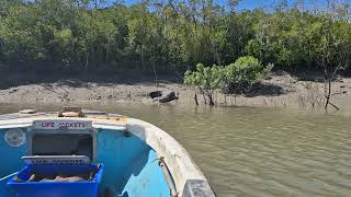 Encounter with a huge crocodile, Queensland Australia.