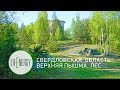 Лес. Верхняя Пышма. Свердловская область.