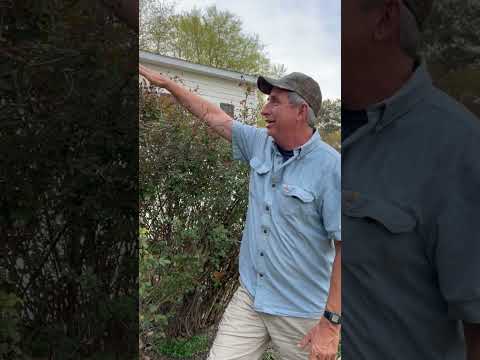 Video: Cutting Back Lithodora Plants: consejos para podar Lithodora en el jardín