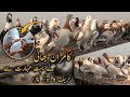 Kamran bhai nai bohot maharat sai hareef ka kabootar pakra  pigeons  kabootar bazi