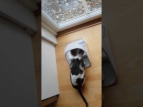 Video: Anemi På Grund Av Benmärgsfel (eller Toxicitet) Hos Katter