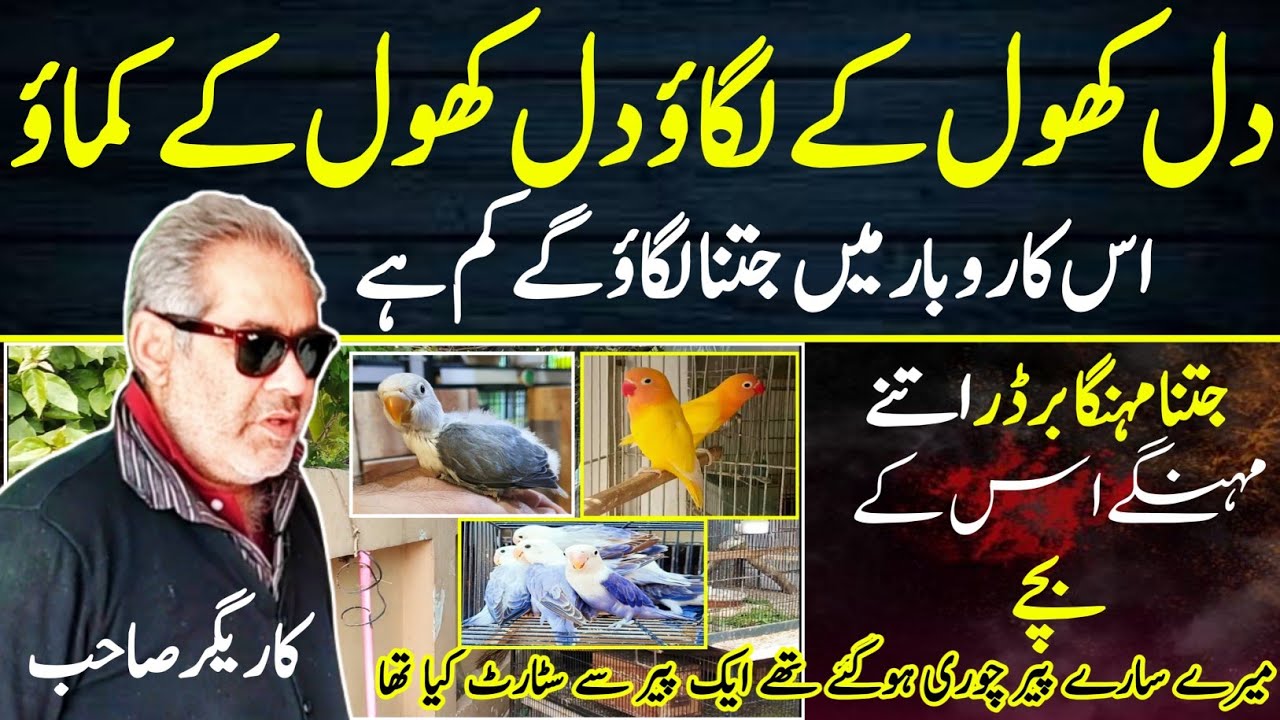 The Most Beautiful Love bird Business in Lahore|Lovebirds Small Business idea 2022