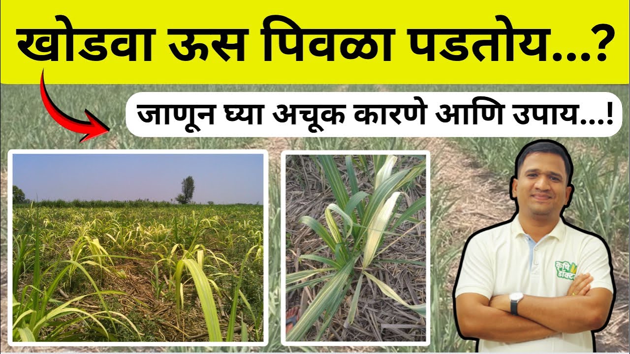 खोडवा ऊस पिवळा पडत आहे? जाणून घ्या कारणे आणि अचूक उपाय | Sugarcane Yellow Leaf | Krushi Doctor