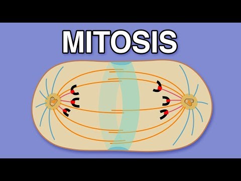 MITOSIS, CYTOKINESIS, AND THE CELL CYCLE