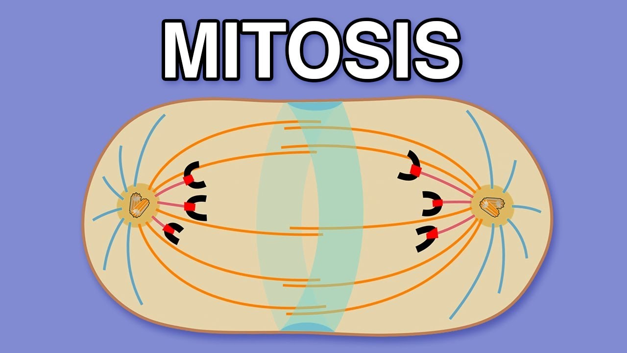 cytokinesis of mitosis diagram