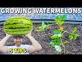 Grow the most incredible watermelon plants 5 expert tips