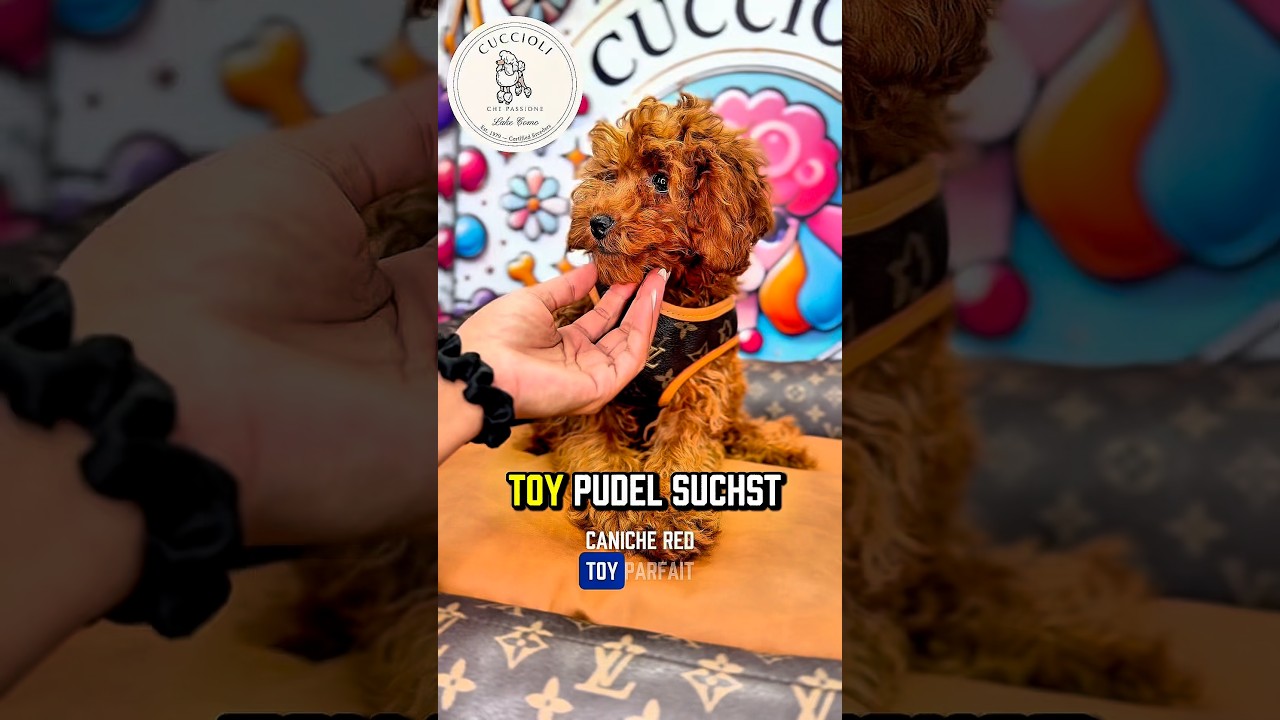 MILO — FENOTIPO BARBONCINO TOY