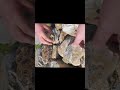 gold altın arama #quartz #kuvars #gold
