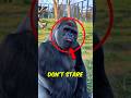 Top 3 Animals You Should NEVER Look In The EYE #StaySafe #AnimalFacts #WildlifeFacts