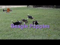 Beagle puppies