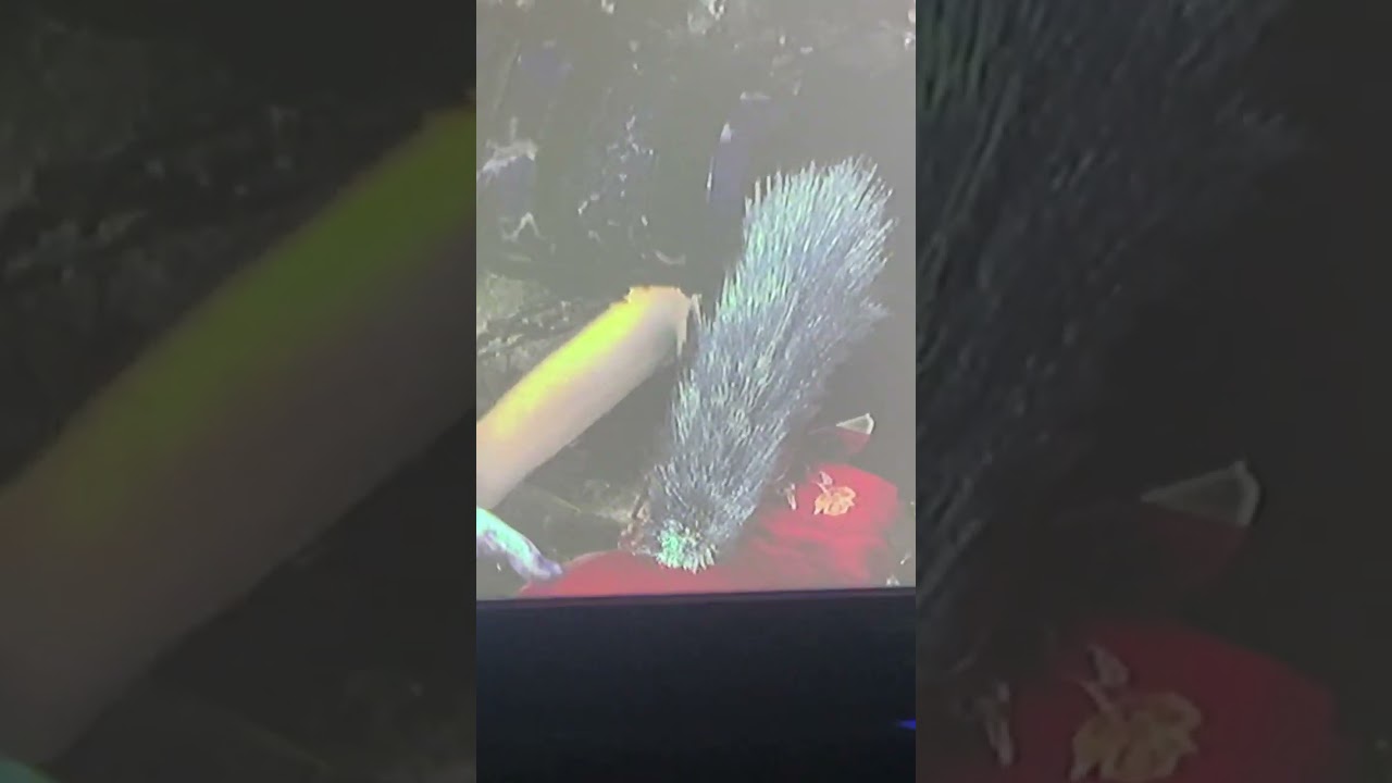 Resident evil 4  does anyone know why ada tail is up and what’s goin on? Game just crashed