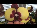 #Орхидеи #цветение июля  🌺 новинки 🌺