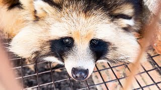 Illegal fur found in California during undercover investigation by The Humane Society of the United States 32,228 views 5 days ago 1 minute, 5 seconds