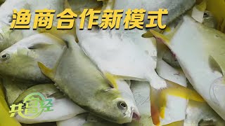 一天收入超过3万元！揭秘渔业致富新模式：建立渔商合作，降低捕捞成本！渔户捞多少，就能赚多少！|「共富经」20230918