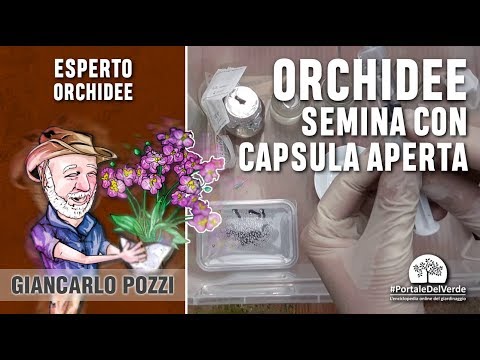 Video: Perché i semi di orchidea germinano nella coltura dei tessuti?