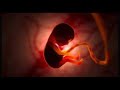 ضوضاء بيضاء Womb Sound صوت سشوار صوت الرحم 