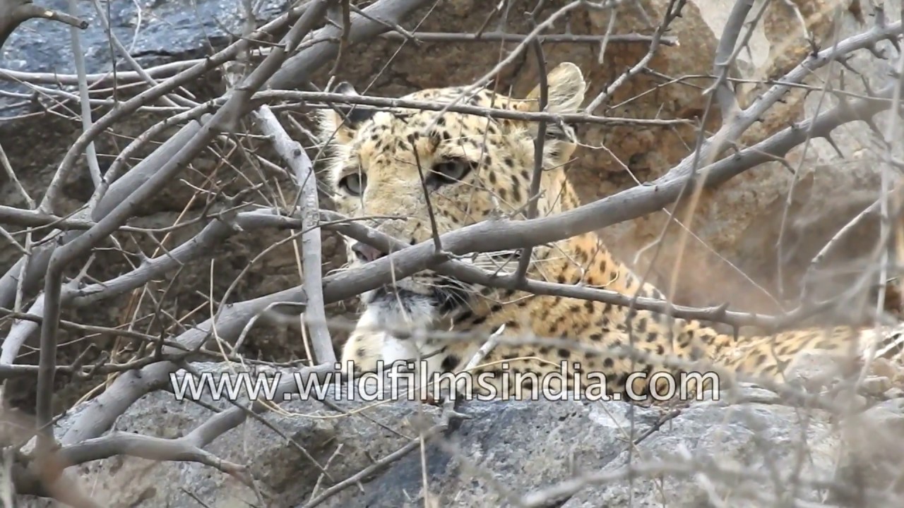 indian wildlife photographer Mother leopard walks around a waterhole at a reserve in Rajasthan