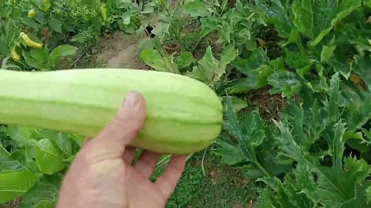 Gradina de la tara 16 august 2024 ...si Leutu cel nazdravan !