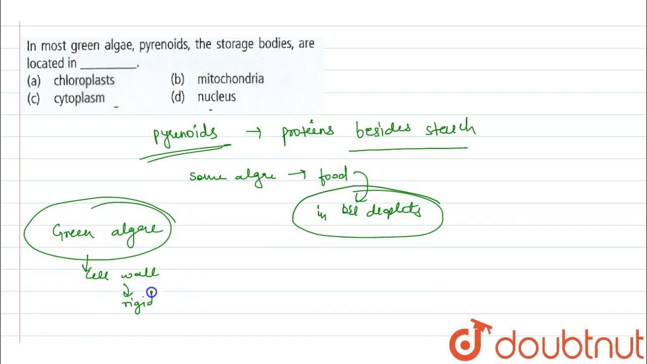 In most green algae, pyrenoids, the storage bodies, are located in